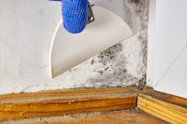 Best Asbestos and Lead Testing During Mold Inspection  in Radcliff, KY
